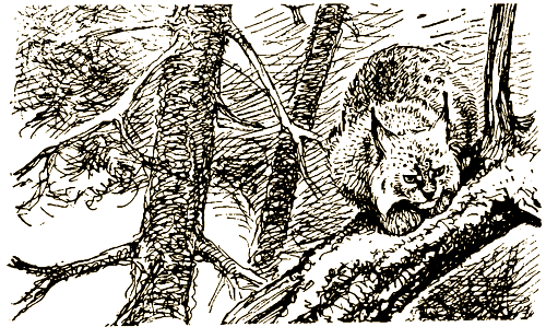 Тигр, олень, женьшень - i_004.png