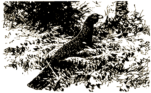 Тигр, олень, женьшень - i_005.png