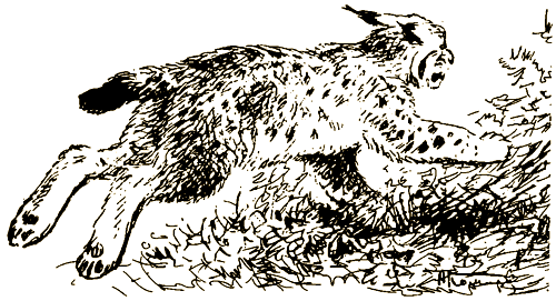 Тигр, олень, женьшень - i_006.png