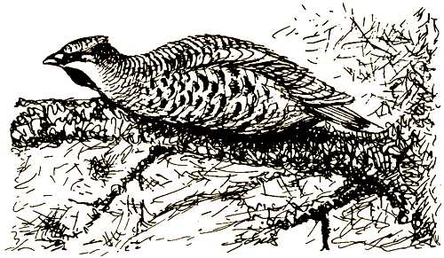 Тигр, олень, женьшень - i_008.png