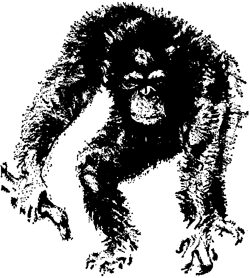 Шимпанзе горы Ассерик - i_007.png