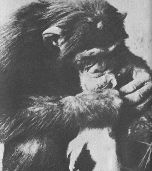 Шимпанзе горы Ассерик - i_038.jpg