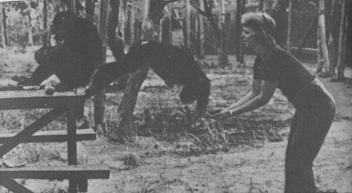 Шимпанзе горы Ассерик - i_041.jpg