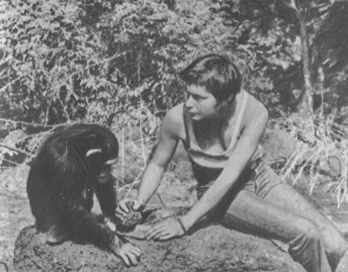 Шимпанзе горы Ассерик - i_062.jpg