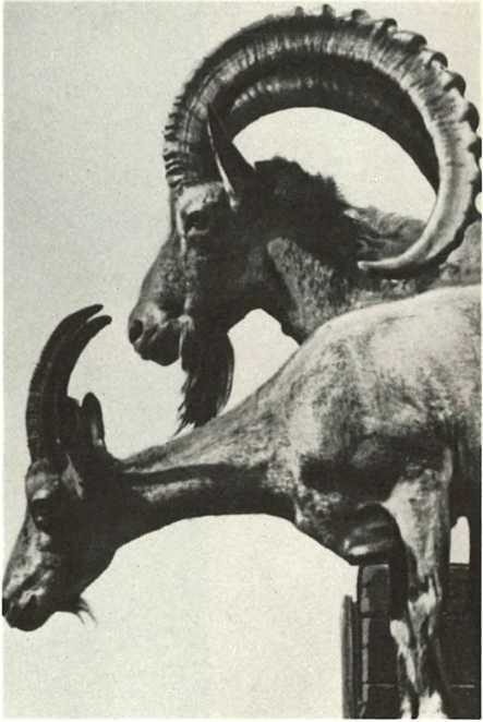 Дикое животное и человек - i_070.jpg