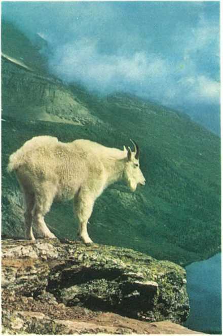 Дикое животное и человек - i_072.jpg