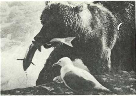 Дикое животное и человек - i_073.jpg