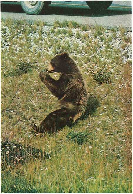 Дикое животное и человек - i_074.jpg