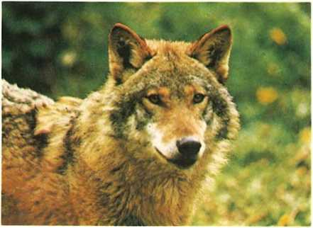 Дикое животное и человек - i_076.jpg