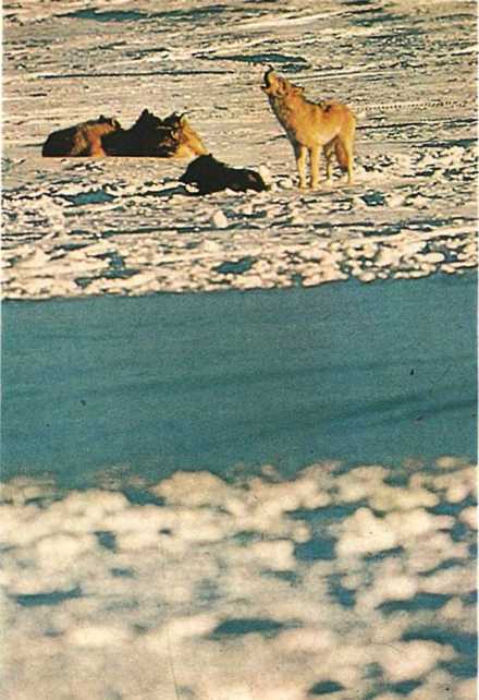 Дикое животное и человек - i_077.jpg