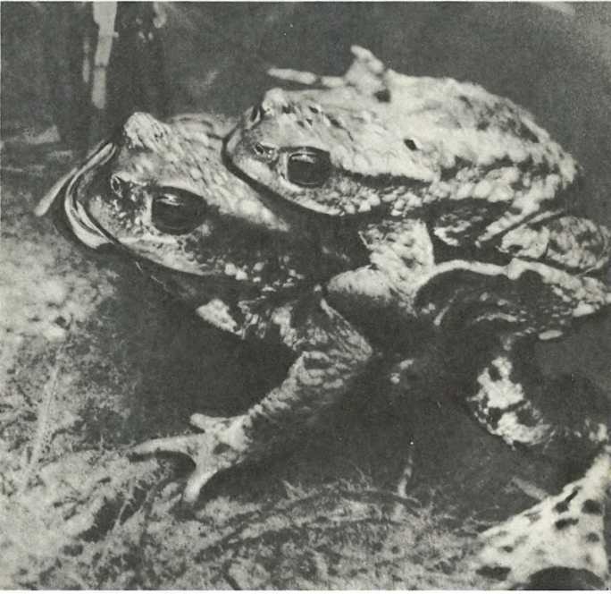 Дикое животное и человек - i_079.jpg