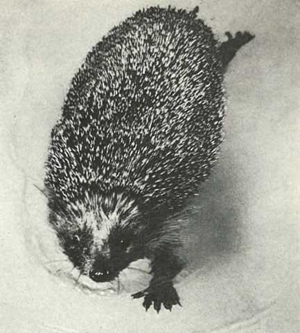 Дикое животное и человек - i_080.jpg