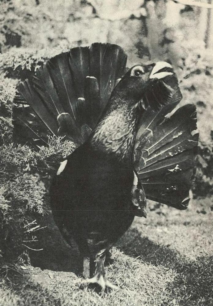 Дикое животное и человек - i_082.jpg