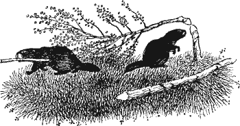 Умный дикобраз - i_003.png