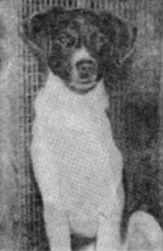 Собака и лисица - doc2fb_image_02000003.jpg