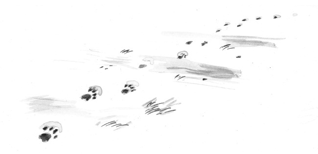 Мир глазами кота Боба. Новые приключения человека и его рыжего друга - i_011.jpg