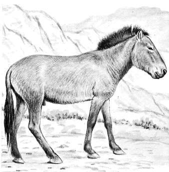 Лошади - _06.jpg