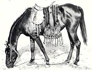 Лошади - _46.jpg