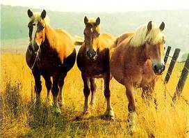 Лошади - _48.jpg