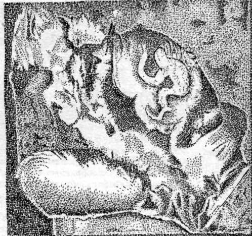 Искусство острова Пасхи - i_025.jpg