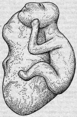 Искусство острова Пасхи - i_060.jpg