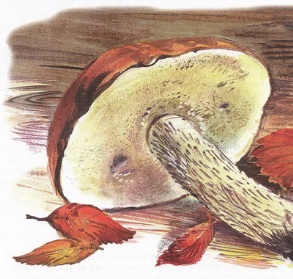 Великан на поляне или первые уроки экологической этики - _10.jpg