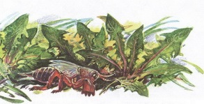 Великан на поляне или первые уроки экологической этики - _21.jpg