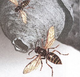 Великан на поляне или первые уроки экологической этики - _26.jpg