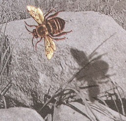 Великан на поляне или первые уроки экологической этики - _29.jpg