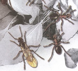 Великан на поляне или первые уроки экологической этики - _31.jpg