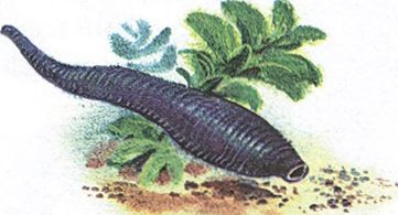 Великан на поляне или первые уроки экологической этики - _39.jpg