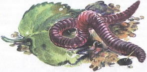 Великан на поляне или первые уроки экологической этики - _41.jpg