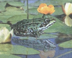 Великан на поляне или первые уроки экологической этики - _51.jpg