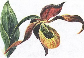 Великан на поляне или первые уроки экологической этики - _77.jpg