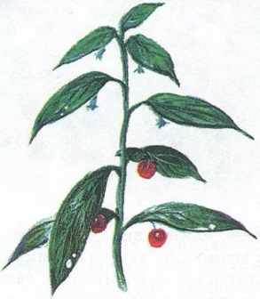 Великан на поляне или первые уроки экологической этики - _79.jpg