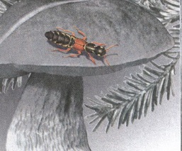 Великан на поляне или первые уроки экологической этики - _9.jpg