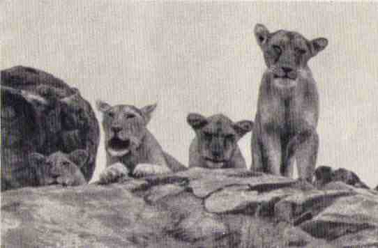 Рожденная свободной .Трилогия (с иллюстрациями) - i_043.jpg