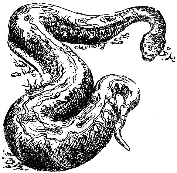 Змеи-гиганты и страшные ящеры - i_006.jpg