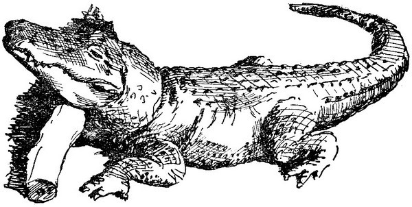 Змеи-гиганты и страшные ящеры - i_013.jpg