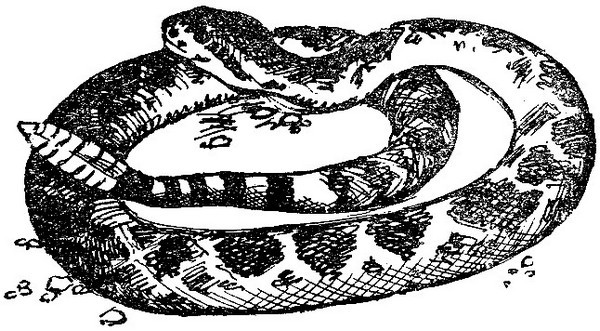 Змеи-гиганты и страшные ящеры - i_015.jpg