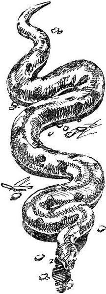 Змеи-гиганты и страшные ящеры - i_016.jpg