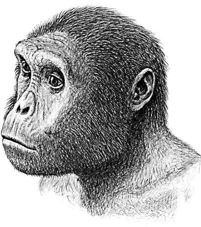 Эволюция человека. Книга 1. Обезьяны, кости и гены - i_006.jpg