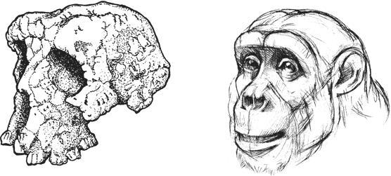 Эволюция человека. Книга 1. Обезьяны, кости и гены - i_007.jpg