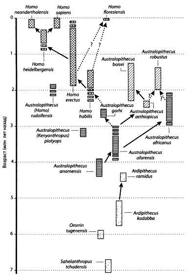 Эволюция человека. Книга 1. Обезьяны, кости и гены - i_034.jpg