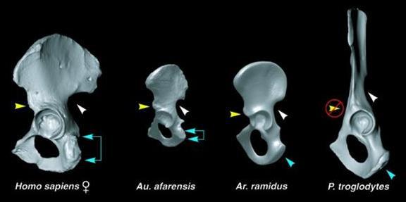 Эволюция человека. Книга 1. Обезьяны, кости и гены - i_065.jpg