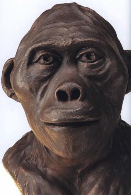 Эволюция человека. Книга 1. Обезьяны, кости и гены - i_068.jpg