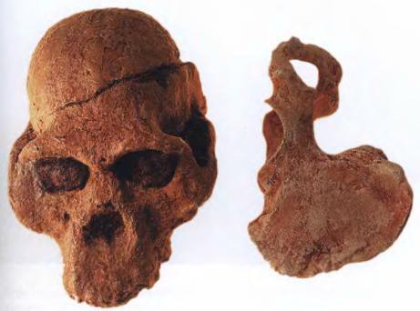 Эволюция человека. Книга 1. Обезьяны, кости и гены - i_070.jpg