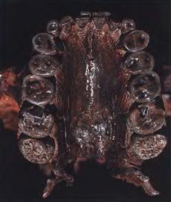 Эволюция человека. Книга 1. Обезьяны, кости и гены - i_074.jpg