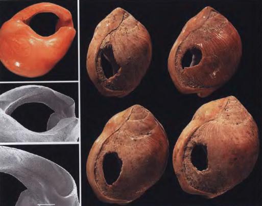 Эволюция человека. Книга 1. Обезьяны, кости и гены - i_084.jpg