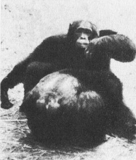 В тени человека - _10094fff.jpg